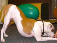 down-dog
