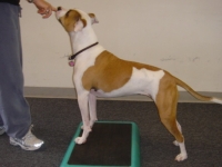 step-and-stand